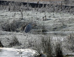 Reiger & ijsvogel (02-18 - foto: Rob van 't Zand)